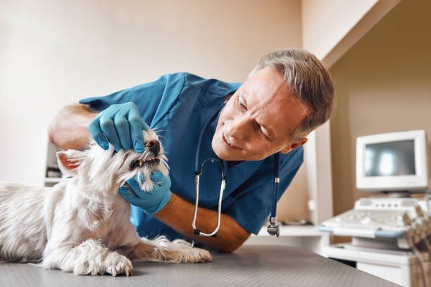 Best Urgent Dental Care for Toothaches in Maxton, NC